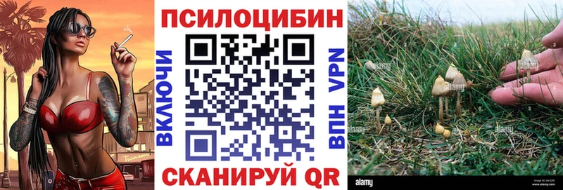 гидра как зайти  где найти   Елабуга  Псилоцибиновые грибы Psilocybine cubensis 